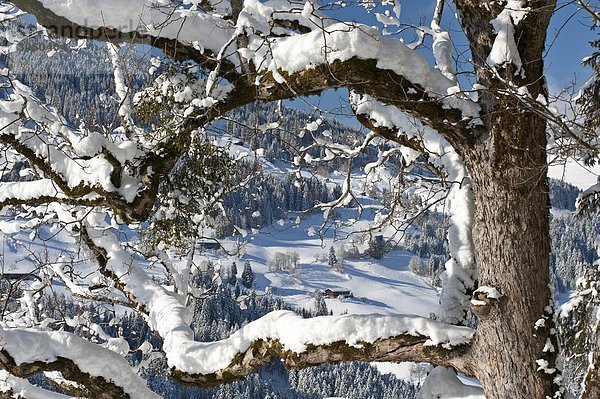Österreich  Tirol  Alpbachtal  Schnee bedeckte Ahorn