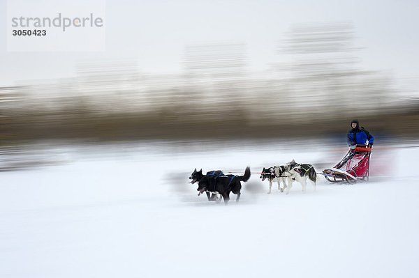 Dogsledge in Lappland  Finnland
