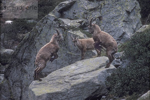 Steinbock Capra ibex Aostatal Italien