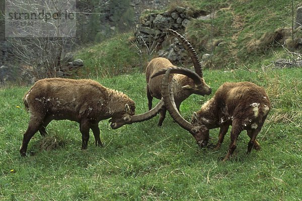 Steinbock Capra ibex Aostatal Italien