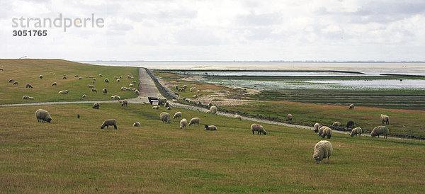 Deutschland  Nordsee  Schleswig-Holstein  Fohr Insel  ein Deich mit Ebbe und Schafe auf Weide