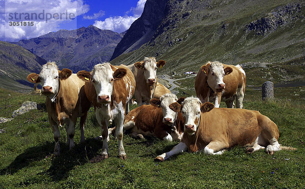 Schweiz  Alpen  Engadin  Julier Col  Kühe auf der Weide