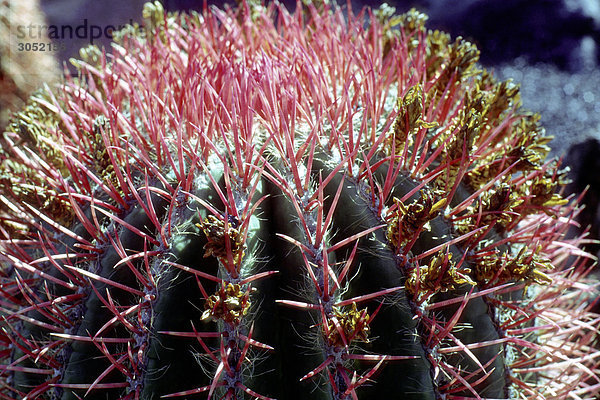 Spanien  Kanarische Inseln  Guatiza  Lanzarote  Garten der Kaktus  Kaktus hautnah.