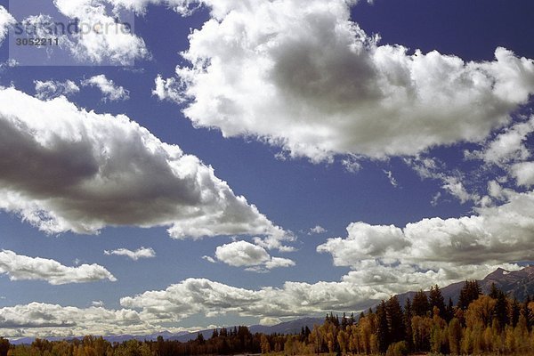 USA  Wyoming  Yellowstone National Park