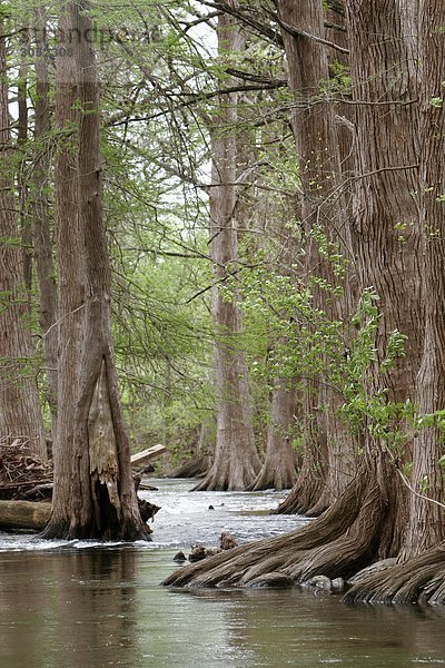 USA  Texas  Boerne: Cibolo Nature Center - Zypressen am Cibolo creek