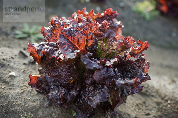 Merlot-Salat im Gemüsegarten  Nahaufnahme