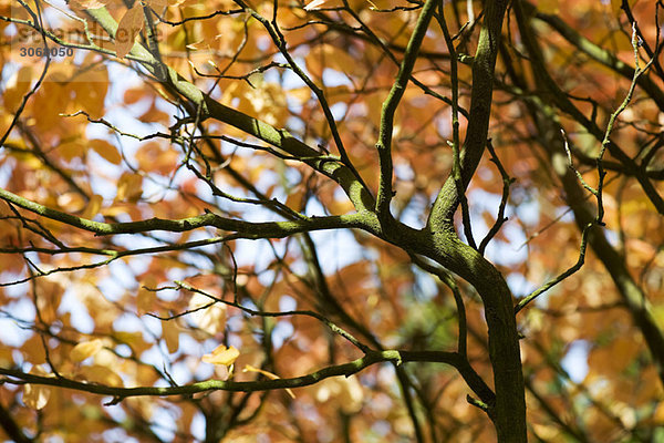 Baumzweige mit Herbstlaub