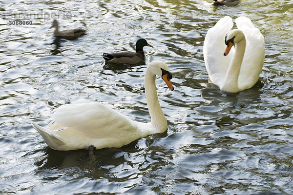 Weiße Schwäne und Stockente auf dem Teich