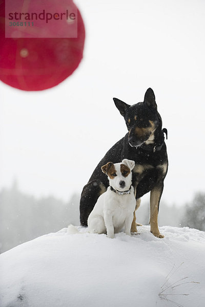 Zwei Hunde sitzen zusammen auf einem verschneiten Hügel  Weihnachtsschmuck im Vordergrund