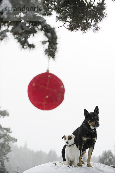 Zwei Hunde sitzen zusammen auf einem verschneiten Hügel  Weihnachtsschmuck am Ast im Vordergrund