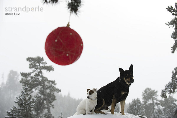 Hunde sitzen zusammen auf einem verschneiten Hügel im Wald  Weihnachtsschmuck hängt an einem Ast im Vordergrund.