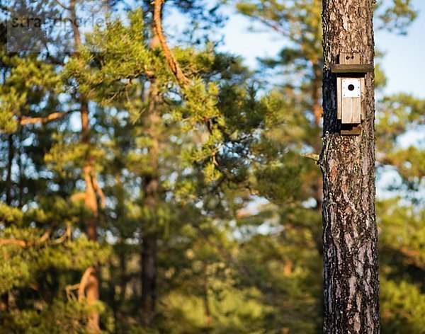 Ein nesting Feld auf einem Baumstamm Schweden.