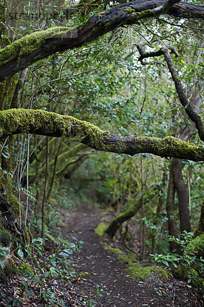 Regenwald La Gomera Kanarische Inseln Spanien
