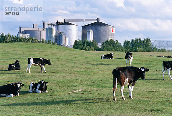 Kühe an einer Fabrik Osterlen Skane Schweden.