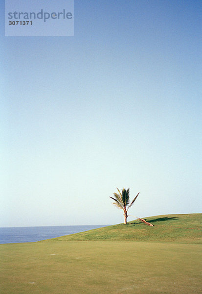 Eine Palme auf einem Golfplatz Meloneras den Kanarische Inseln Spanien.