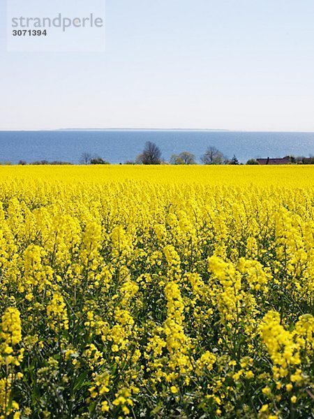 Vergewaltigung Feld Osterlen Skane Schweden