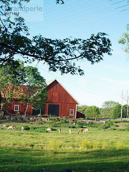 Ein Bauernhof und eine geschlossene Weide Smaland-Schweden