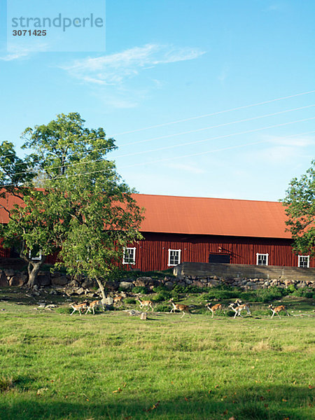 Ein Bauernhof und eine geschlossene Weide Smaland-Schweden