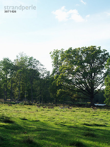 Hirsch in einer geschlossenen Weide Smaland-Schweden
