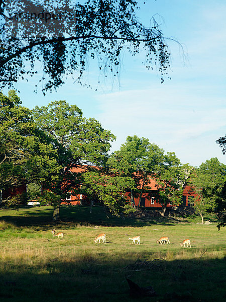 Hirsch in einer geschlossenen Weide Smaland-Schweden