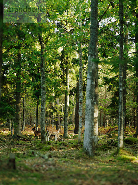 Hirsch in ein Büschel Bäume Smaland-Schweden