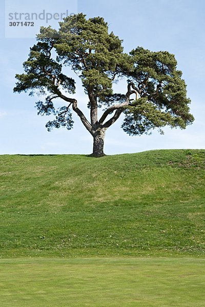Ein Baum auf einem Hügel Schweden