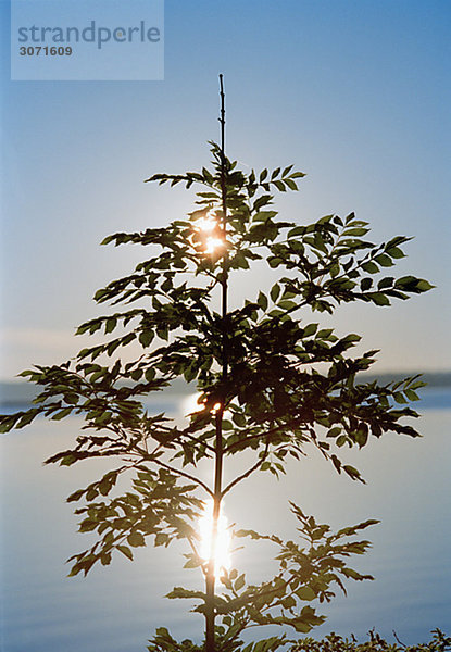 Ein Baum gegen die Morgensonne Schweden.