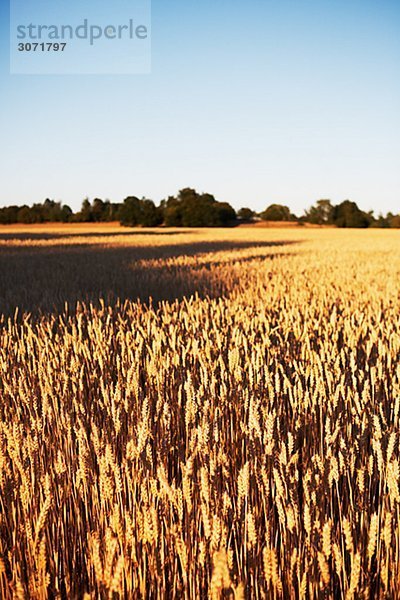 Ein Weizenfeld in der Sonne Schweden.