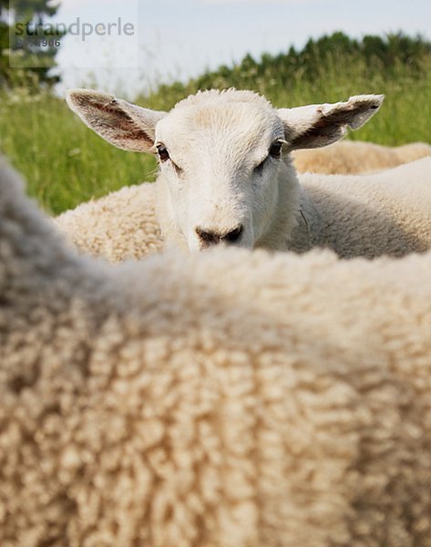 Eine weiße Schafe Schweden.