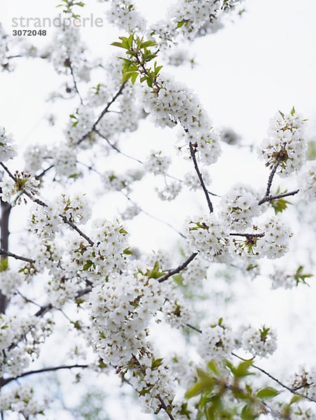 Kirschblüten Schweden.