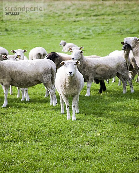 Schafe in einer Weide Schweden