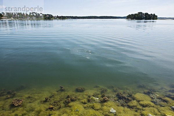 Algenblüte im Wasser Holo-Schweden