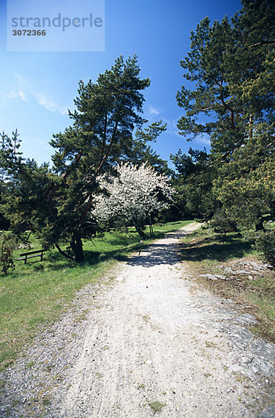 Ein Land Road blühenden Apfelbäume Schweden