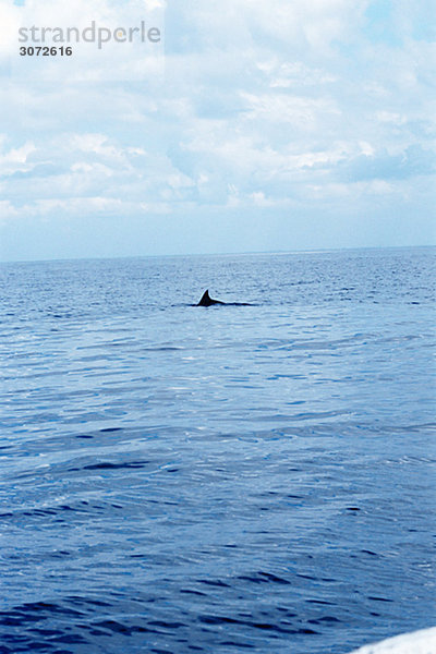 Ein Delphin im Meer Bali Indonesien