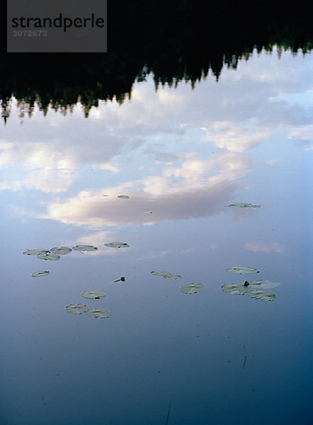 Seerose Blatt in einen See-Schweden