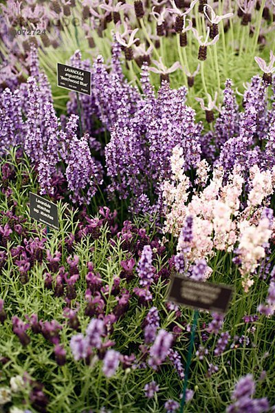 Fünf verschiedene Arten von Lavendel Chelsea Flowershow London Großbritannien