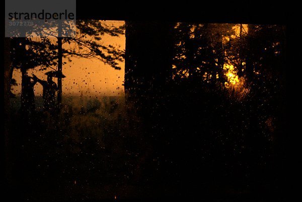 Silhouetten im Wald von Nacht Schweden