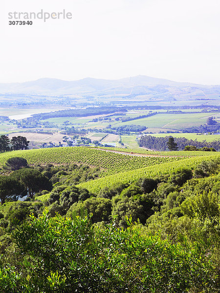 Blick über ein Weinbaugebiet Süd-Afrika.