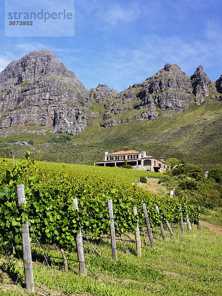 Südliches Afrika Südafrika Sonnenlicht Weinberg