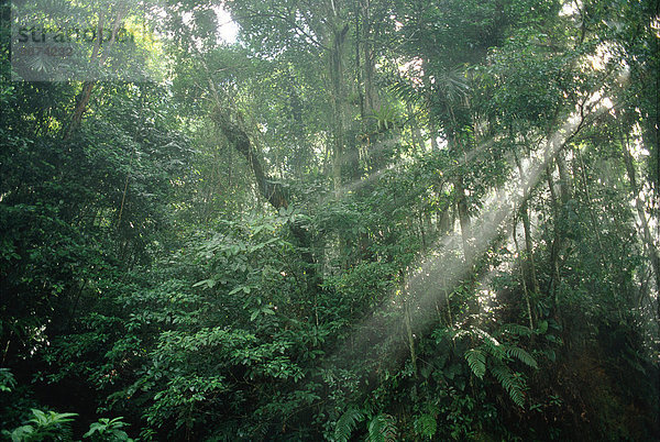 Sonnenstrahlen durch den dichten Regenwald Laub Asa Wright Natur Zentrum Trinidad Trinidad und Tobago West Indies