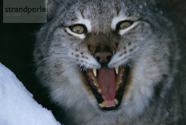 Lynx Female Gähnen schläfrig Lynx Lynx captive Lycksele Schweden