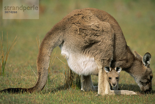 Nationalpark Baby grau Kängurubaby Känguru