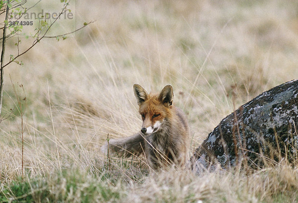 Ein Red Fox.