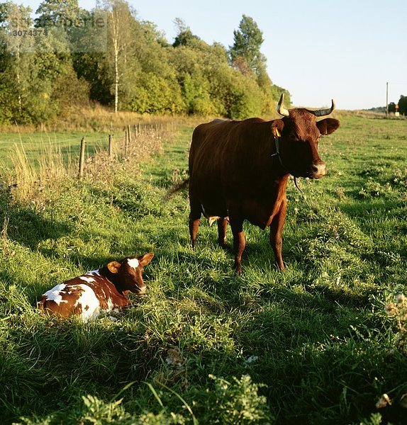 Auf der Weide Kalb Kuh