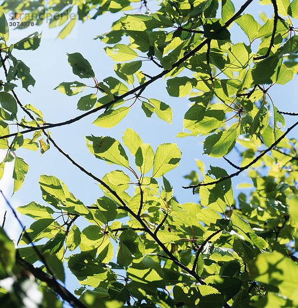 niedrig Himmel Pflanzenblatt Pflanzenblätter Blatt blau Ansicht Flachwinkelansicht Winkel