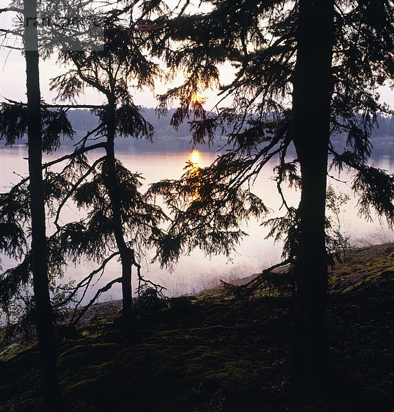 Silhouette von Bäumen See in der Dämmerung