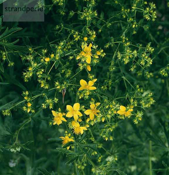 Gelbe Blüten auf baum Nahaufnahme