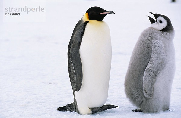 Pinguine auf Schnee