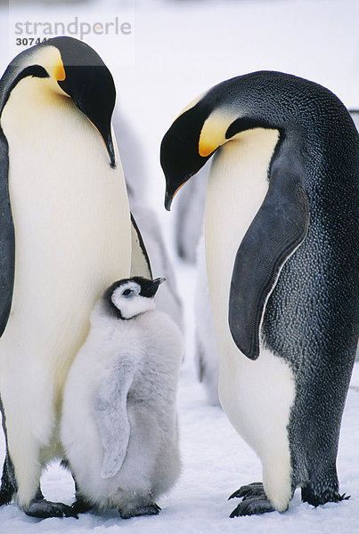 Penguins mit Chick stehend auf Schnee