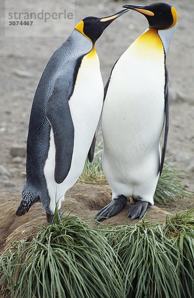 Penguins zusammen stehen